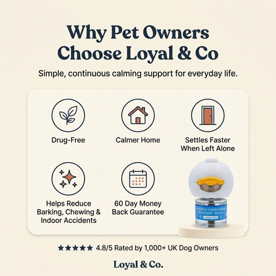 Loyal & Co. — Calming Diffuser for Happy, Settled Dogs