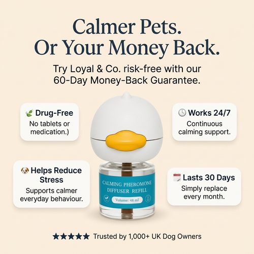Loyal & Co. — Calming Diffuser for Happy, Settled Dogs