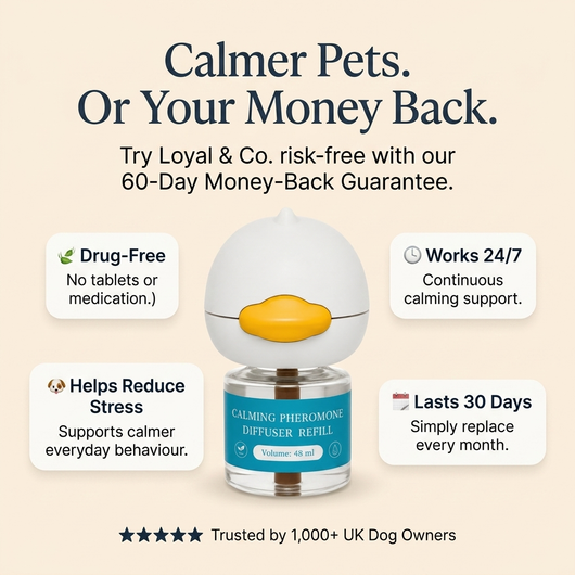 Loyal & Co. — Calming Diffuser for Happy, Settled Dogs